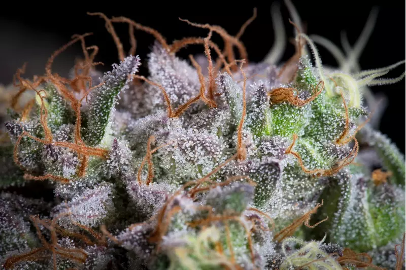 Purple Mints, Фасовка: 5, изображение 5